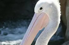 金年会官网-鹈鹕队领队言论争议，球迷不满表现